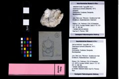 Foto (Objekt + Etikett) von Gastrosacus eminens (Blaschke, 1911)  (NHMW-GEO-1990-0041-2538)